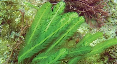 X10 Caulerpa Taxifolia Calpera Marine Refugium Sump - Macro Algae Like Chaeto #8 • £8.99