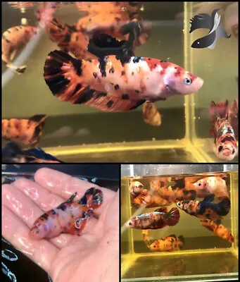 GIANT Betta Fish - Female/Sorority - Koi/Galaxy/Fancy/Copper. But 4 Get 1 Free • $50