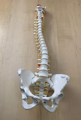 3B Scientific Classic Flexible Human Spine Model With Female Pelvis A58/4 • $99.99