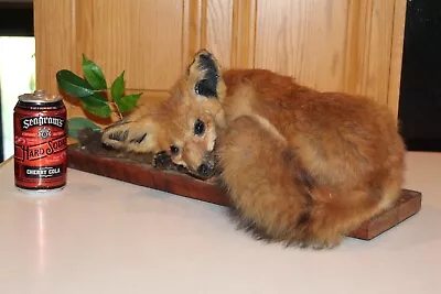 Full Body Fox Mount Taxidermy Whitetail Deer Antler Mule Wolf Hunt Coyote Pelt • $225