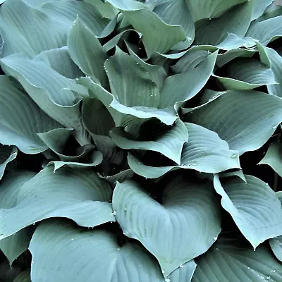 £8.99 • Buy Hosta 'Blue Angel' Plantain Lily Deciduous Clump Hardy Plant | 9cm