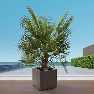 Chamaerops Humilis European Fan Palm Hardy Exotic Outdoor Tree 60 Cm In 14 C Pot • £19.99