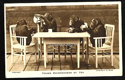 Vintage Postcard: Young Chipanzees At Tea London Zoological Soc. F.W. Bond Photo • £2