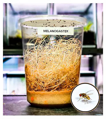 Drosophila Melanogaster (Flightless Fruit Flies Culture) - LIVE FEEDER INSECTS • $29.95