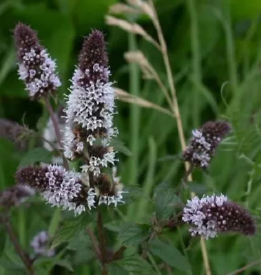 250 PEPPERMINT MINT Mentha Piperita Herb Flower Seeds • £2.41