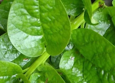 1oz Green Malabar Spinach Seeds Hat Giong Rau Mong Toi Xanh 2500 Seeds / Oz • $25