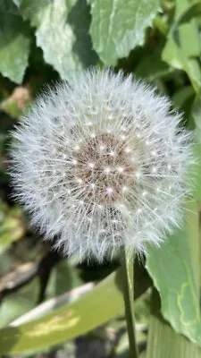 Wild Dandelion Taraxacum Seeds Wildflower - 1 Seed Head Of All Loose Seeds • £4.99