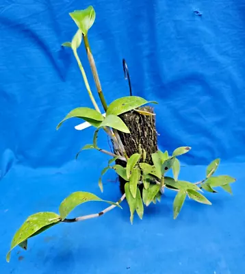 $50 • Buy THG Orchid DENDROBIUM Fleckeri Established On A 15cm X 8cm Tree Fern Mount
