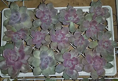 GRAPTOPETALUM PURPLE DELIGHT_12x Cuttings Pack - Stunning Purple-pink Succulents • $35.95