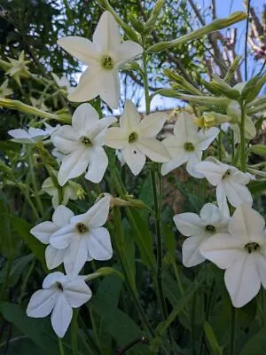 Nicotiana Alata 'Grandiflora' - Jasmine Tobacco Plant X 200 SEEDS Garden Annual • £2.85