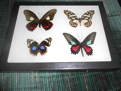 4 Real Framed Mounted Butterflies In 6x8  Riker Mount #aa18 • $35