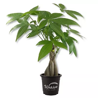 Money Tree Braid - Live Plant In An 4 Inch Growers Pot - Pachira Aquatica • $27.26