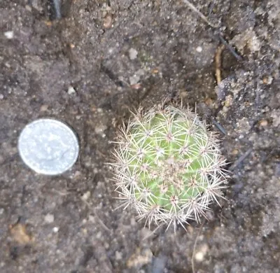 Sea Urchin Cactus Or Easter Lily Cactus  • £2.29