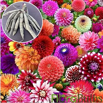 Dahlia - Surprise Mix Giant Tubers Summer Flowering Perennials/Bulbs/plants • £11.95