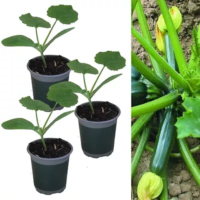 3 X Courgette 'Ambassador' - Growing Plants In 9cm Pots - Perfect For Beginners • £11.99