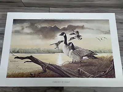 RJ McDonald  Canada's At Cairo  Print Signed And Numbered 1082/1250  Duck Nature • $129.99