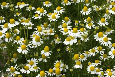 MATRICARIA CHAMOMILLA (15.000 SEEDS) Medicinal Herb • £7.19