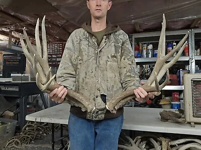 Big Mule Deer Sets Antlers Sheds Horns Elk Moose Rack • $300