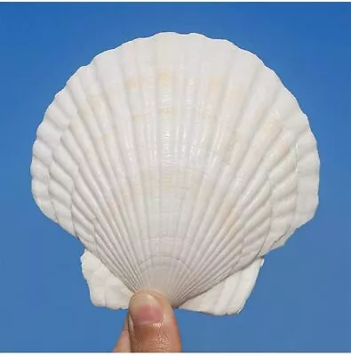 $19.99 • Buy QICQDRAM 6PCS Large Scallop Shells Crafts 4''-5'' Large Shells Decoration, For B