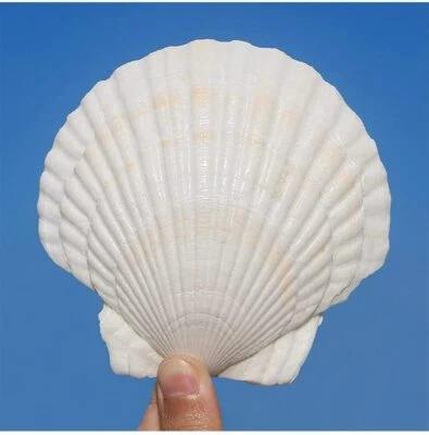 $19.99 • Buy QICQDRAM 6PCS Large Scallop Shells Crafts 4''-5'' Large Shells Decoration, For B