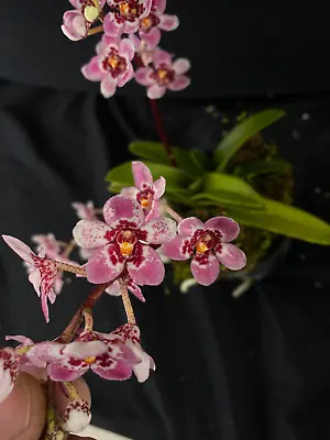 $45 • Buy Select Barrita Orchids Sarcochilus INDP/118