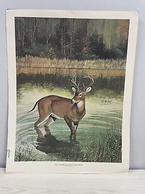 R.J. McDonald The American White TailDeer Print 18x23 Signed 1776 Series Plate V • $80