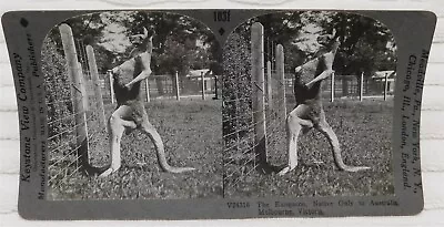 Vintage Australian Kangaroo Stereoview Photo Card Melbourne Victoria • $19.98