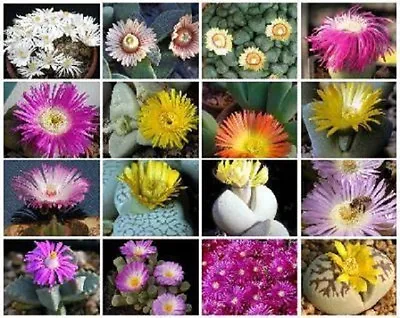 Mesembs VARIETY MIX Exotic Rare Succulent Cactus Ice Living Stone Seed 50 SEEDS • $9.99