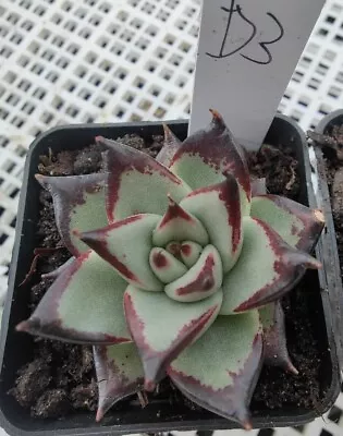 Echeveria Agavoides Ebony White-red  6cm Diameter  • $60