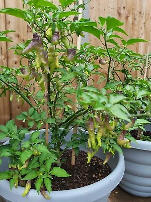 £3.99 • Buy Chili Pepper Bhut Jolikia Light Green/purple Naga - Extremely Hot - 20 Seeds Uk 