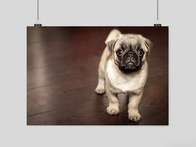 £8.95 • Buy Pug Dog Poster Cute Funny Wall Art Print A3 A4 Size