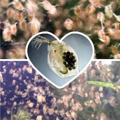 50+ Daphnia Magna - Fish Feed - Plankton Crustacean - More Eggs • $9.98