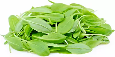 £3.49 • Buy Sorrel Lemon Microgreens Seeds Herb - Seeds Micro Sorrel Lemon Herb X 2000 Seeds
