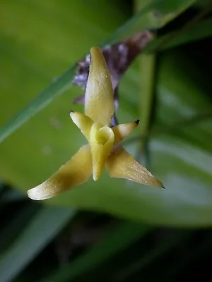 Jacquiniella Equitantifolia Orchid Species • $19.50