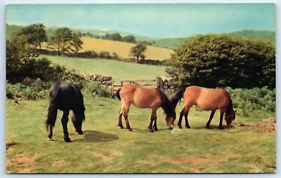 Postcard Dartmoor Ponies • £2