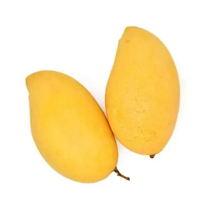 1 Mango Seed Mangifera Indica Seed Organic Fruit S090	 • $2.73