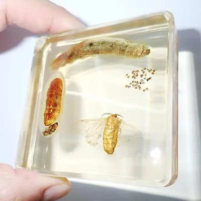 Silk Moth Simplified Life Cycle Set Amber Clear Resin Block Learning Aid DD1A • $19.99