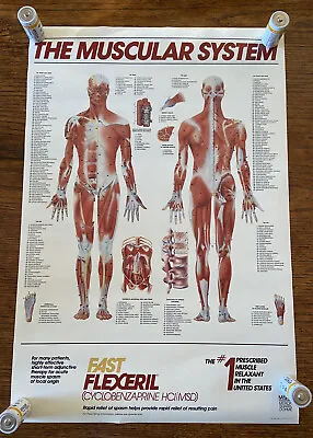 Vintage Fast Flexeril The Muscular System Medical Poster - Made In USA - 19x28 • $14.95