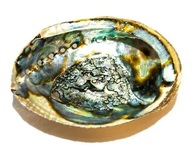 Green Abalone Sea Shell One Side Polished Natural Beach Craft 5 -6  (1 Pc)#JC-17 • $13.99