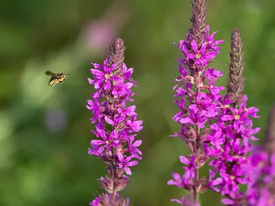 Purple Loosestrife Lythrum Salicaria LIVE Water Plant Aquatic Pond Marginal Bog • £6.50