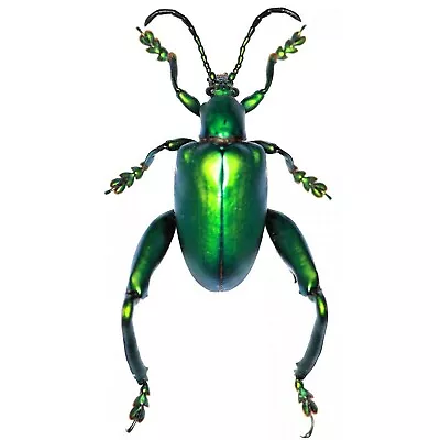 Sagra Longicollis Green ONE REAL FROG BEETLE MOUNTED PINNED • $12