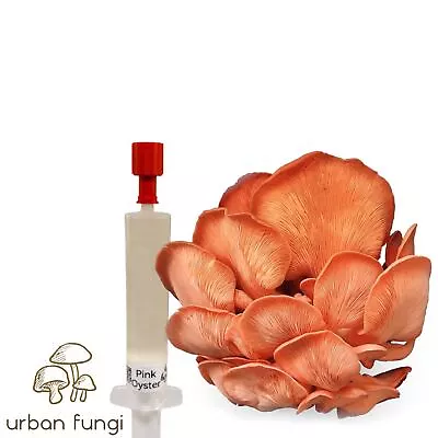 Pink Oyster Liquid Culture Pleurotus Djamor With Instructions • $11.83