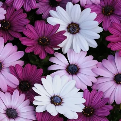 Osteospermum Ecklonis 'Mixed' / Cape Daisy / 30 Seeds • £1.69