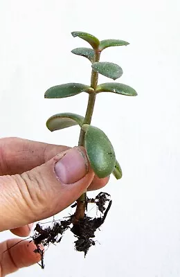 £7.99 • Buy Jade Plant, Money Tree, Crassula Ovata Succulent