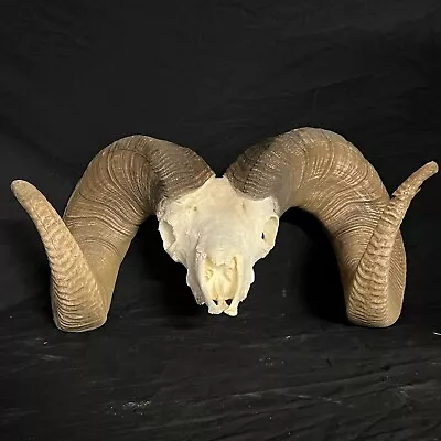 $950 • Buy Giant 204 Bighorn Sheep Full Skull Reproduction Home Decor Taxidermy