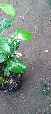 Meyer Lemon Tree In 1 Gallon Pot Blooming Now !!! • $55