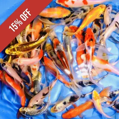 6-Lot Assorted 2 -3” Standard Fin Live Koi Fish For Pond Garden PKF • $63.74