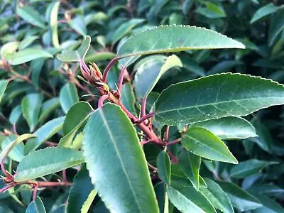 4x Prunus Lusitanica Portuguese Laurel Plants Evergreen Hedging Bushy Plugs • £8.50