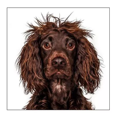 Blank Card Working Cocker Spaniel • £3.70