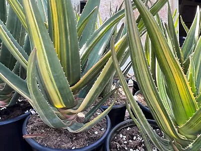 Variegated Hercules Aloe - Limited Time!!!!!! • $150